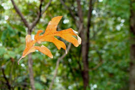 falling-leaf